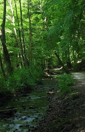 Schopketal 2 Waldpfad im Schopketal, flankiert von einem plätschernden Bach und von üppigem Grün umgeben.
