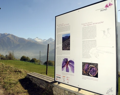 Alles über das Rote Gold aus Mund. Alles über das Rote Gold aus Mund.