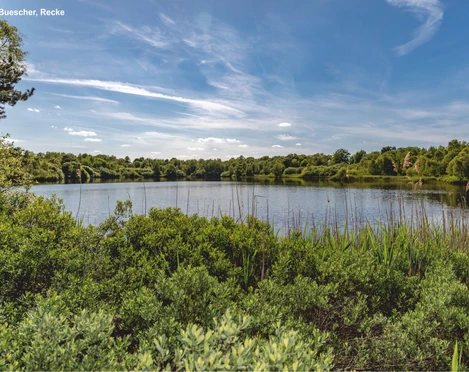 Heiliges Meer bei Ibbenbüren Blick über den dichten Schilfgürtel eines Sees, umgeben von Bäumen unter einem weitläufigen Himmel.