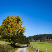 Wanderweg im Herbst
