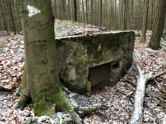 Bunker Ein teilweise mit Moos bewachsener, verlassener Bunker liegt in einem herbstlichen Waldgebiet.