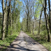 Wandertour "Mythos Moor" Ein unbefestigter, von Bäumen gesäumter Wanderweg erstreckt sich ins Weite, flankiert von frischem Grün.