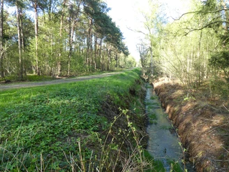 Wandertour "Mythos Moor" Gerade Moorlandschaft mit Wanderweg, flankiert von schmalem Wassergraben und hohen Kiefern.