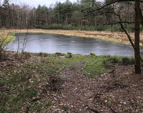 Blinder See Ein kleiner, von Bäumen umgebener See mit einem gefrorenen Wasserbett und einem schmalen Pfad.