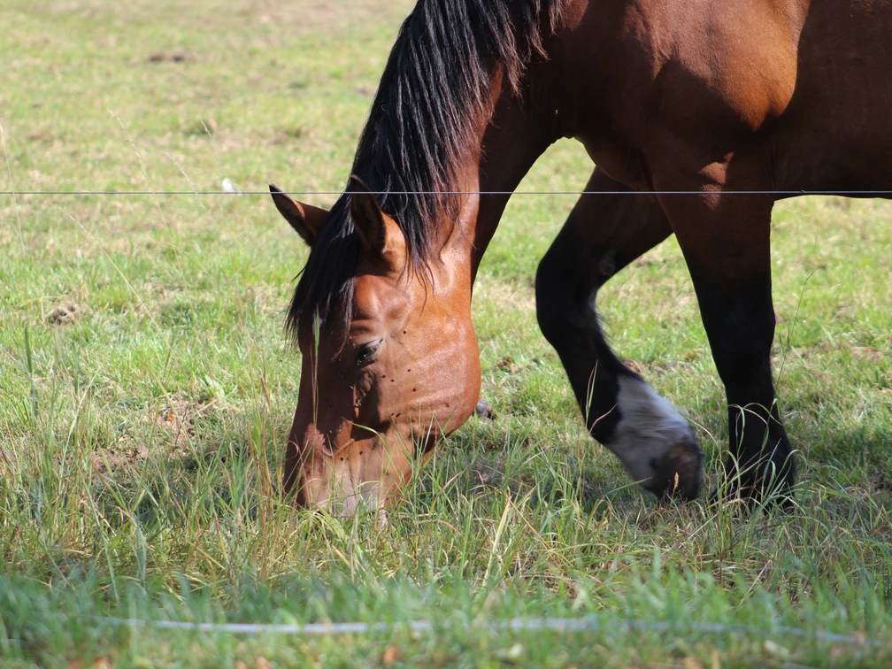 Pferd Mittelweser Ein braunes Pferd frisst Gras auf einer grünen Weide im Sonnenschein, nahe der Mittelweser.