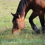 Pferd Mittelweser Ein braunes Pferd frisst Gras auf einer grünen Weide im Sonnenschein, nahe der Mittelweser.