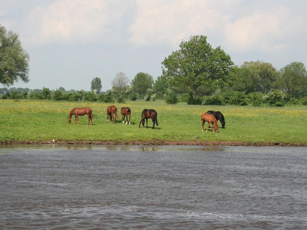 Pferdeparadies Mittelweser Sechs Pferde grasen friedlich auf einer grünen Wiese nahe einem Fluss unter bewölktem Himmel.