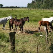 Pferde Mittelweser Sechs Pferde grasen friedlich auf einer saftigen Wiese nahe einem Waldstück in der Mittelweser-Region.