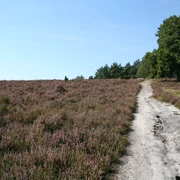 Januarsberg Heidelandschaft mit sandigem Wanderweg, von Bäumen gesäumt, unter klarem blauem Himmel an einem sonnigen Tag.