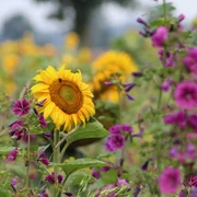 Blumenwiese Sonnenblumen und violette Blumen blühen lebhaft auf einer weitläufigen, bunten Blumenwiese.