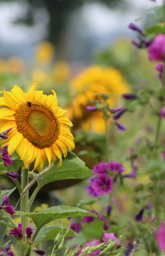 Blumenwiese Sonnenblumen und violette Blumen blühen lebhaft auf einer weitläufigen, bunten Blumenwiese.