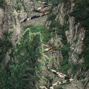 Der Wanderweg "Steigle" ist ein Weg für Vieh und Mensch. Der Wanderweg "Steigle" ist ein Weg für Vieh und Mensch.