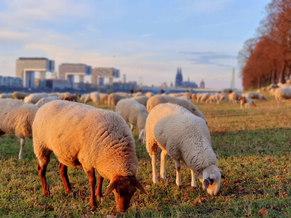 Poller Wiesen Eine Herde von Schafen grast auf den grünen Poller Wiesen vor der Kölner Skyline.A flock of sheep graze on the green Poller meadows in front of the Cologne skyline.