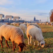 Poller Wiesen Eine Herde von Schafen grast auf den grünen Poller Wiesen vor der Kölner Skyline.A flock of sheep graze on the green Poller meadows in front of the Cologne skyline.