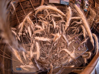 Eine lehrreiche Dorfführung durch das Safrandorf Mund Eine lehrreiche Dorfführung durch das Safrandorf MundAn informative village tour through the Safran village of MundUne visite guidée informative du village de Mund, le village du safran