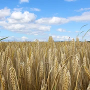 Weizenfeld Weites goldgelbes Weizenfeld unter klarem blauen Himmel mit vereinzelten weißen Wolken in der Ferne.