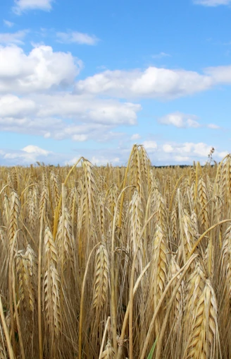 Weizenfeld Weites goldgelbes Weizenfeld unter klarem blauen Himmel mit vereinzelten weißen Wolken in der Ferne.