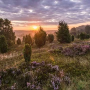 Wilseder Berg Der wilseder berg in der lüneburger heide