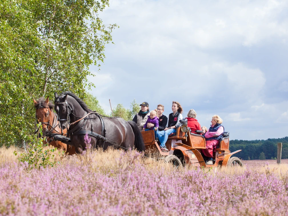 Mit der Kutsche durch die Heide