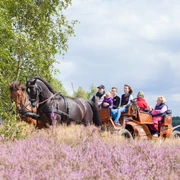 Mit der Kutsche durch die Heide