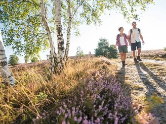 Heidschnuckenweg, der schönste Wanderweg Deutschlands Wandern auf dem Heidschnuckenweg durch die Lüneburger Heide