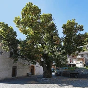 The old lime tree Die alte Linde – der Stolz eines jeden NatischersThe old lime tree