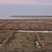 Salzwiesen am Pilsumer Leuchtturm Salzwiesen am Pilsumer Leuchtturm an der Nordsee