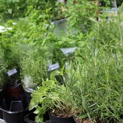 Kräuter Verschiedene frische Kräuter in Töpfen wie Rosmarin und Basilikum auf einem Tisch in einer Gärtnerei.