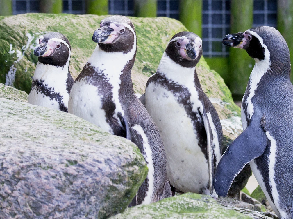 Zoo - 2013.02.11 - 15.10.09.jpg