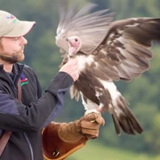 Adlerwarte Berlebeck Ein Falkner präsentiert während einer Flugshow in der Adlerwarte Berlebeck einen Geier im Flug.