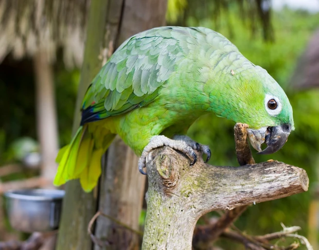 Vogelpark Heiligenkirchen Grüner Papagei sitzt auf Ast im Vogelpark Heiligenkirchen und knabbert an einem Stück Holz.