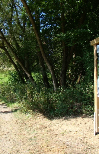 Infotafel am Waldmythenweg <p>Waldweg mit Infotafel und Bäumen, sonniger Tag, ländliche Umgebung in Waldbröl.</p>