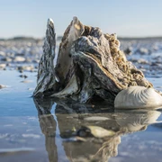 Pazifische Auster Copyright Lehmann.jpg