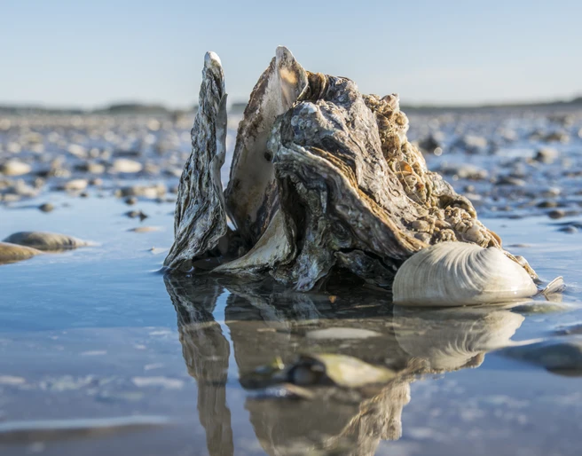 Pazifische Auster Copyright Lehmann.jpg