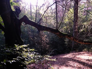 Hiddeser Bent Ein gebogener Baumstamm erstreckt sich über einen bewaldeten Wanderweg in schattiger Umgebung.