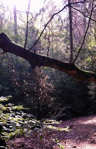 Hiddeser Bent Ein gebogener Baumstamm erstreckt sich über einen bewaldeten Wanderweg in schattiger Umgebung.