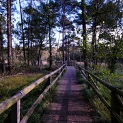 Hiddeser Bent Holzsteg führt durch ein dicht bewaldetes Moorgebiet mit Kiefern und üppiger Vegetation im Hiddeser Bent.