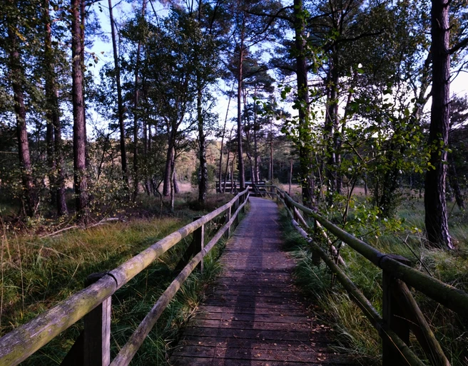 Hiddeser Bent Holzsteg führt durch ein dicht bewaldetes Moorgebiet mit Kiefern und üppiger Vegetation im Hiddeser Bent.