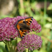 Symbolbild: Schmetterling auf Blüte Ein Kleiner Fuchs Schmetterling sitzt auf einer rosafarbenen Blüte im grünen Umfeld.