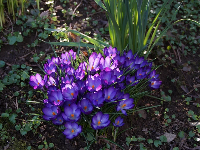 Krokusse Krokusse in lila Blütenpracht auf einer Wiese, von Sonnenlicht beschienen, umgeben von grünem Laub.