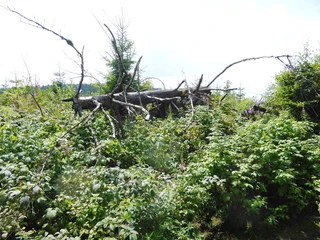 kyrillpfad-baum-bizarr © Herbert Roy.jpg