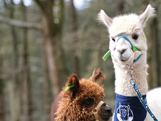 braunlage-alpaka4-c-alpakharz.jpeg