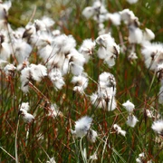 Wollgrasblüte im Neustädter Moor
