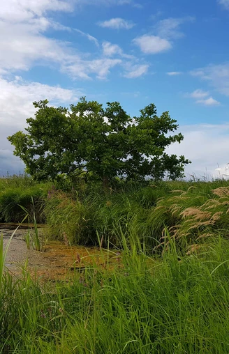 Flache Berge weites Moor