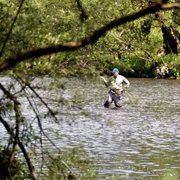 Angeln in der Sieg  Ein Angler steht in der Sieg