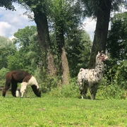 Zwei Lamas auf einer grünen Wiese im Schatten hoher Bäume, eines fressend, das andere wachsam stehend.