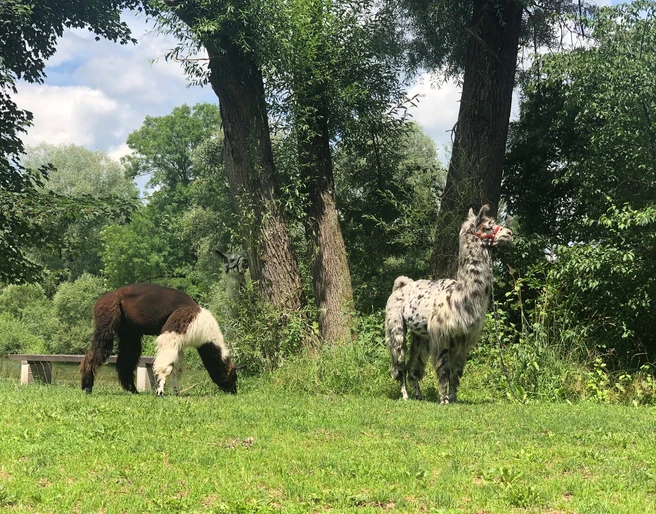 Lamawanderung Zwei Lamas auf einer grünen Wiese im Schatten hoher Bäume, eines fressend, das andere wachsam stehend.