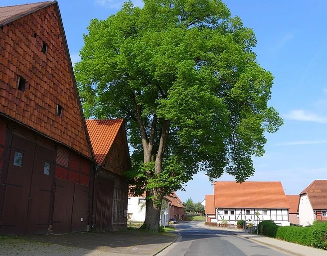 Immensen Linde immensen-linde