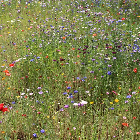 Blumenwiese Bunte Blumenwiese mit Mohnblumen, Kornblumen und anderen Wildblumen an einem sonnigen Sommertag.