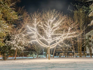 Lichterzauber im Schnee, Baum Wall  Lichterzauber im Schnee, Baum Wall